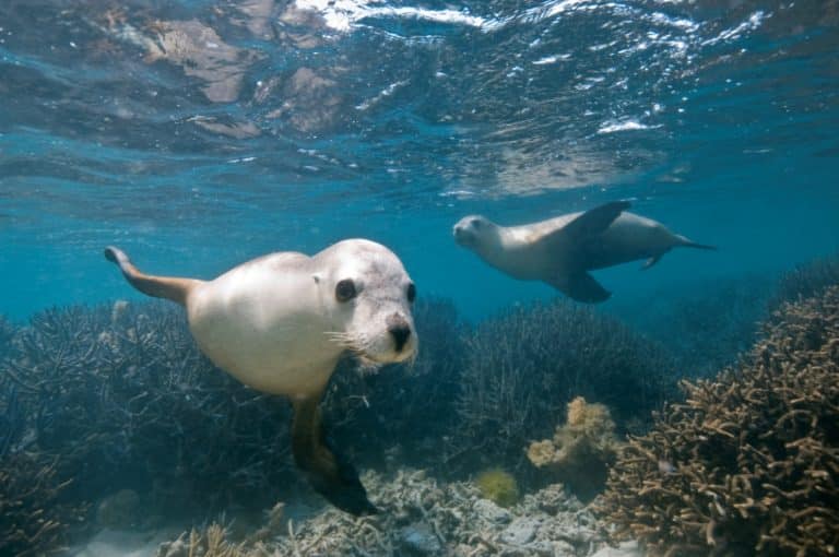 Seals and Sea Lions - Humane Society International (HSI)