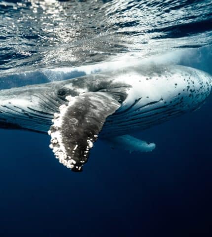 Celebration and caution for humpback whales