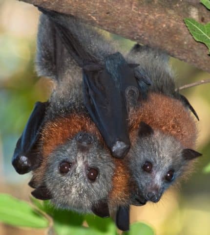 At long last, a pathway to recovery for the grey-headed flying-fox