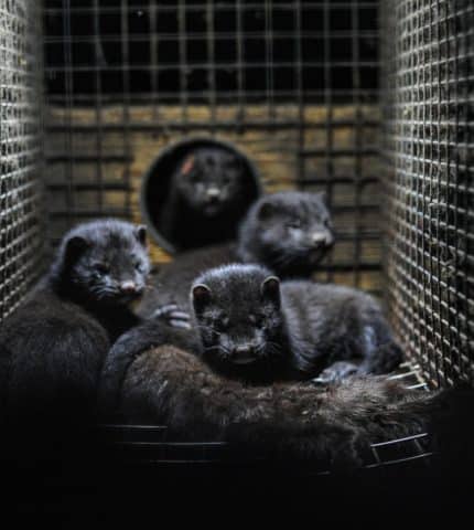 Global end to fur farming needed to avoid deadly future pandemics