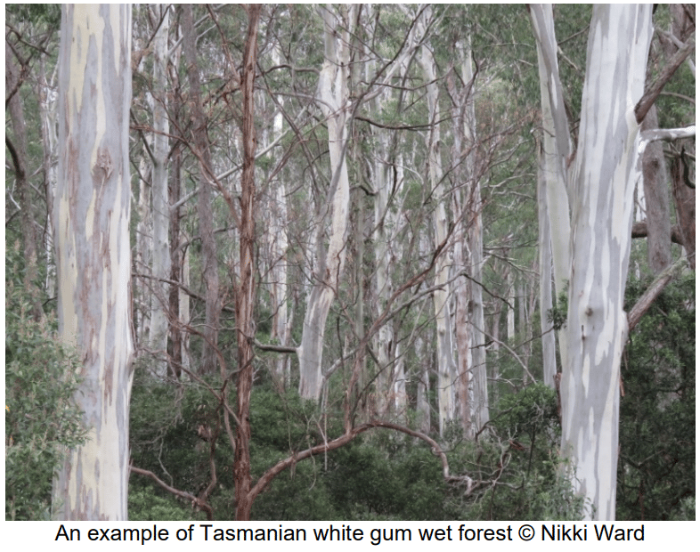 Australian Wildlife Week: Threatened Tasmanian Forests Gain Legal Protection