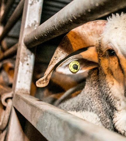 STATEMENT: ABC 7:30 showcase brutal reality of Australian live sheep export 