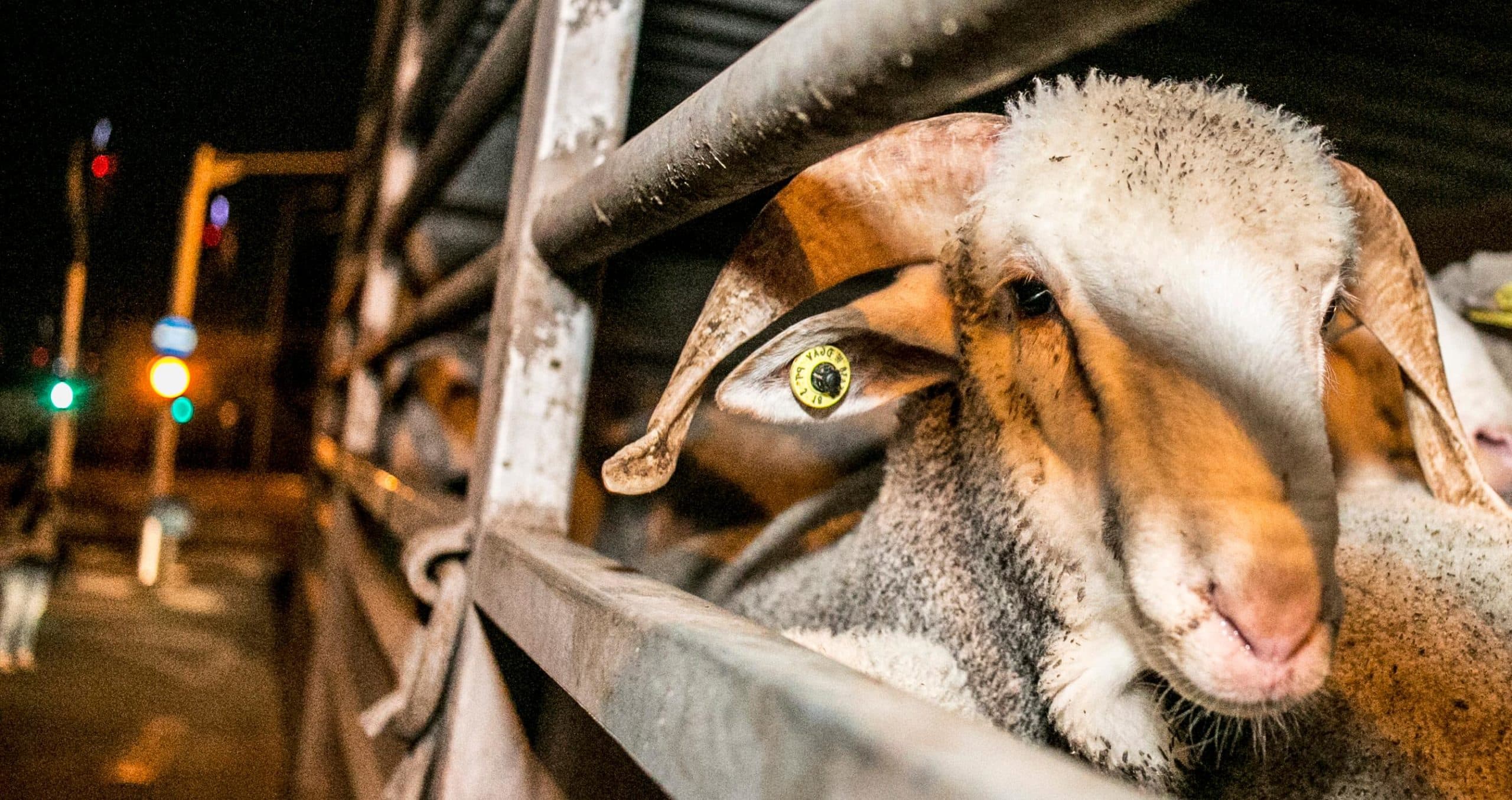Help end live animal exports