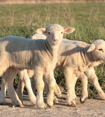 Animal protection groups welcome peak veterinary body’s call to phase out mulesing