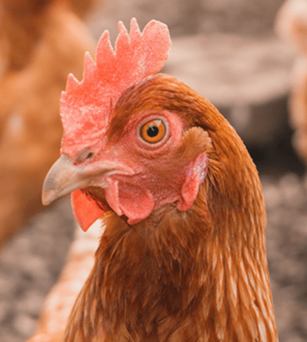 Global pressure mounts to can the cage for Aussie layer hens
