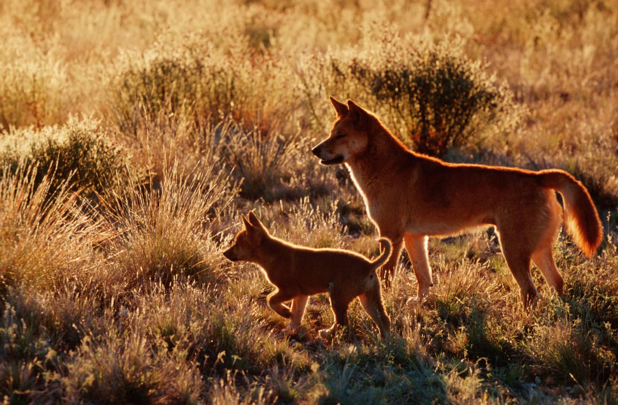 Stop the open season on dingoes
