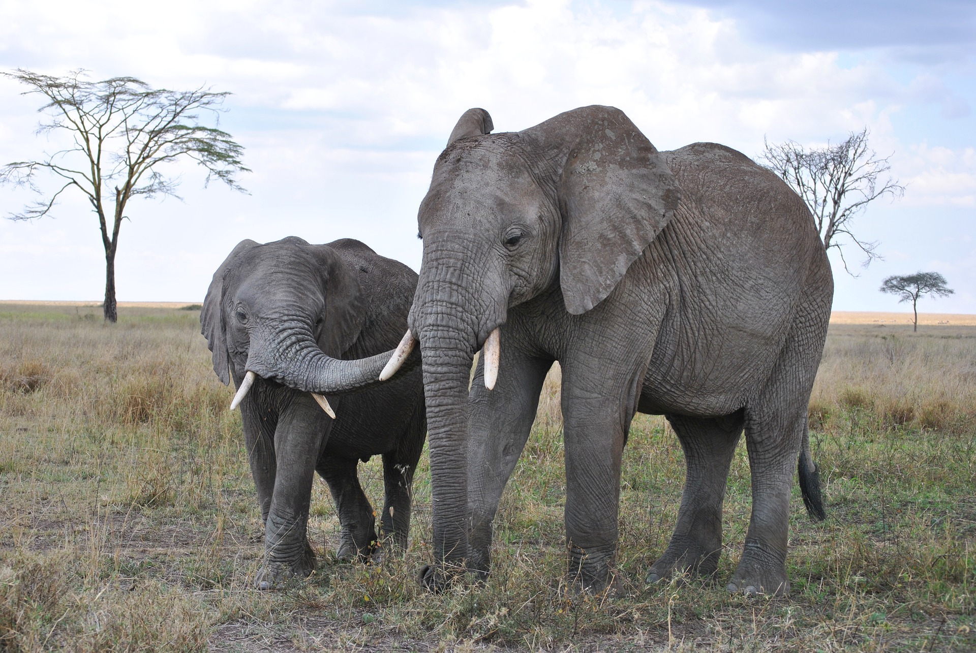 World Elephant Day: In awe of giants