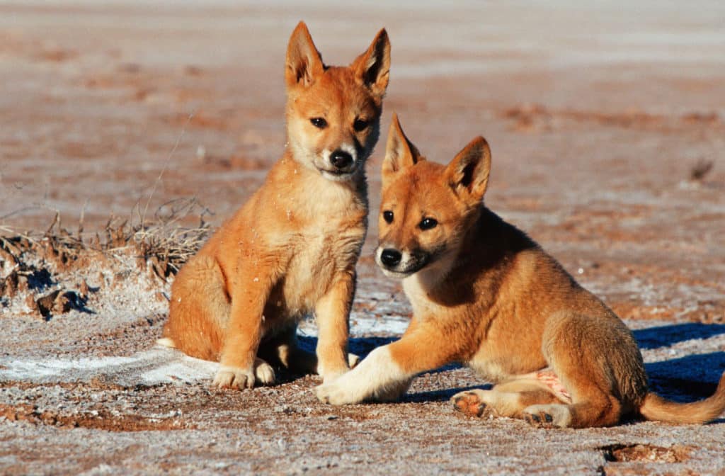 Are Dingoes Protected