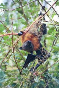 Flying-fox stuck in a fruit net