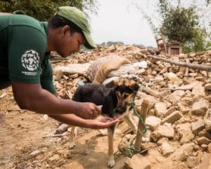 Humane Society International vet rescues a small dog from rubble in Nepal following the 2015 earthquakes