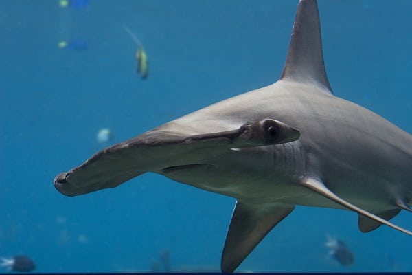 Australia has national approach to stop live shark finning after WA move