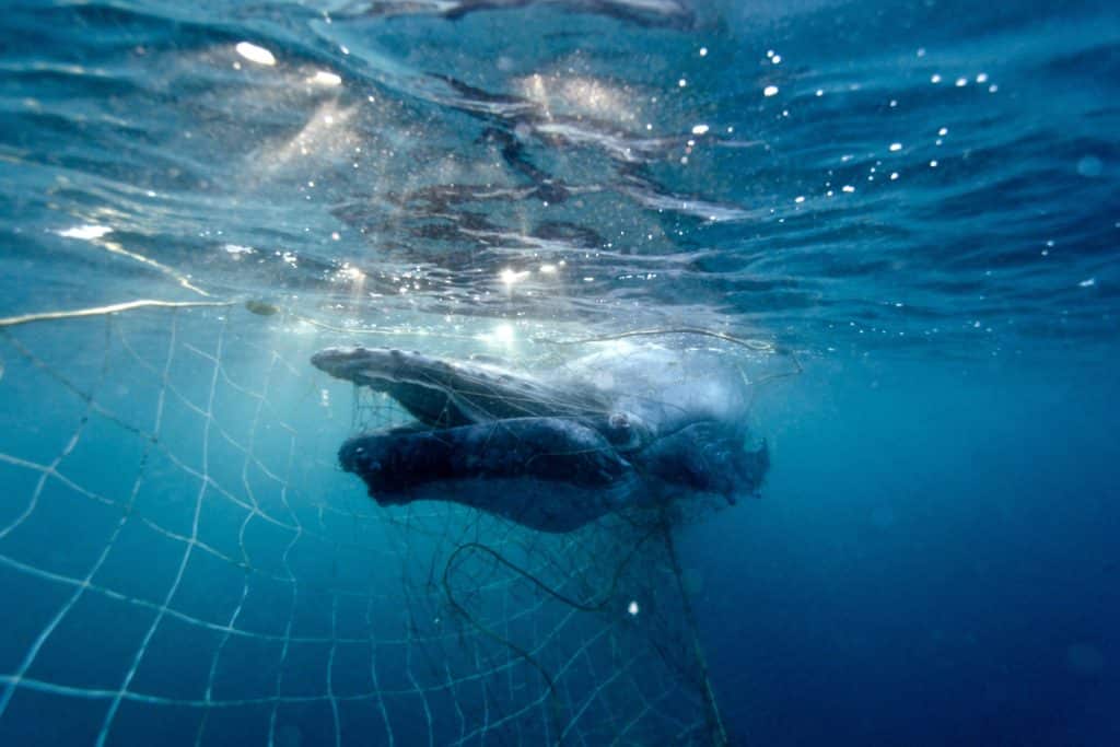 Humpback whale stuck in a shark net