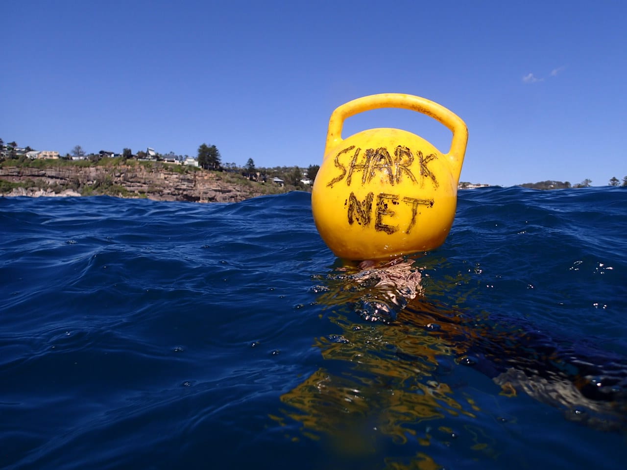 NSW announces new Shark Management Strategy but continues with archaic shark nets