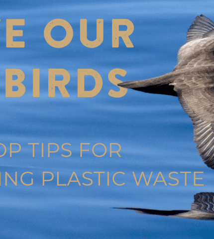 Save our seabirds – HSI’s top tips for reducing plastic waste!
