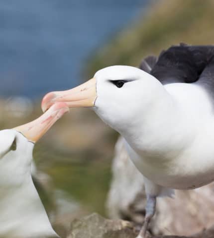 Albatross: unique…and under serious threat