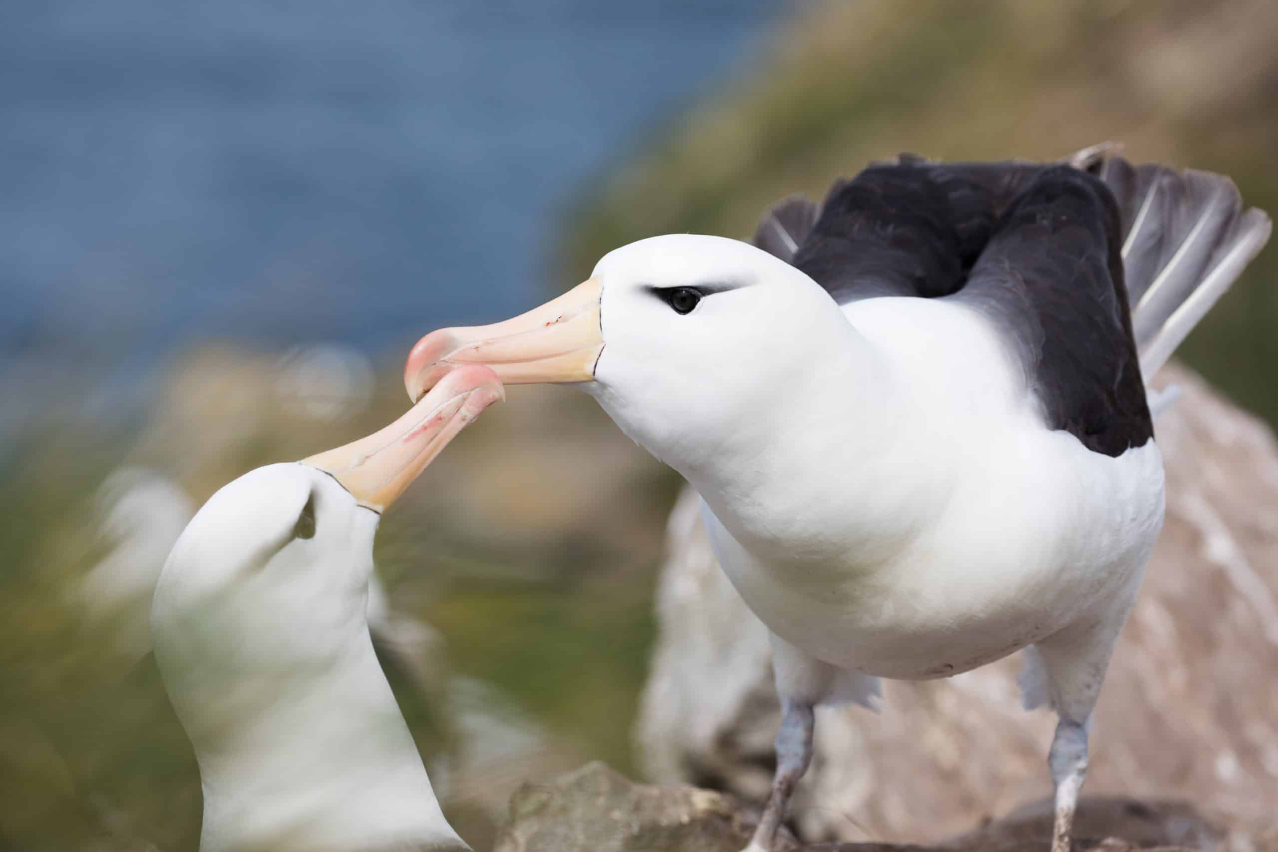 Albatross: unique…and under serious threat