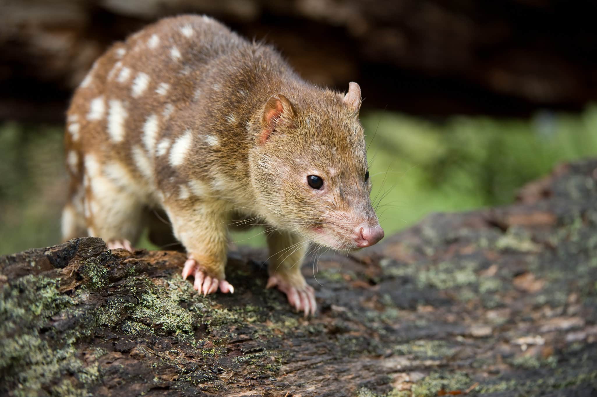 Spotted-tail quoll - Jim Evans