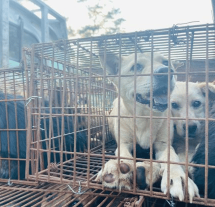 Chinese activists save dogs from truck bound for Yulin dog meat ‘festival’