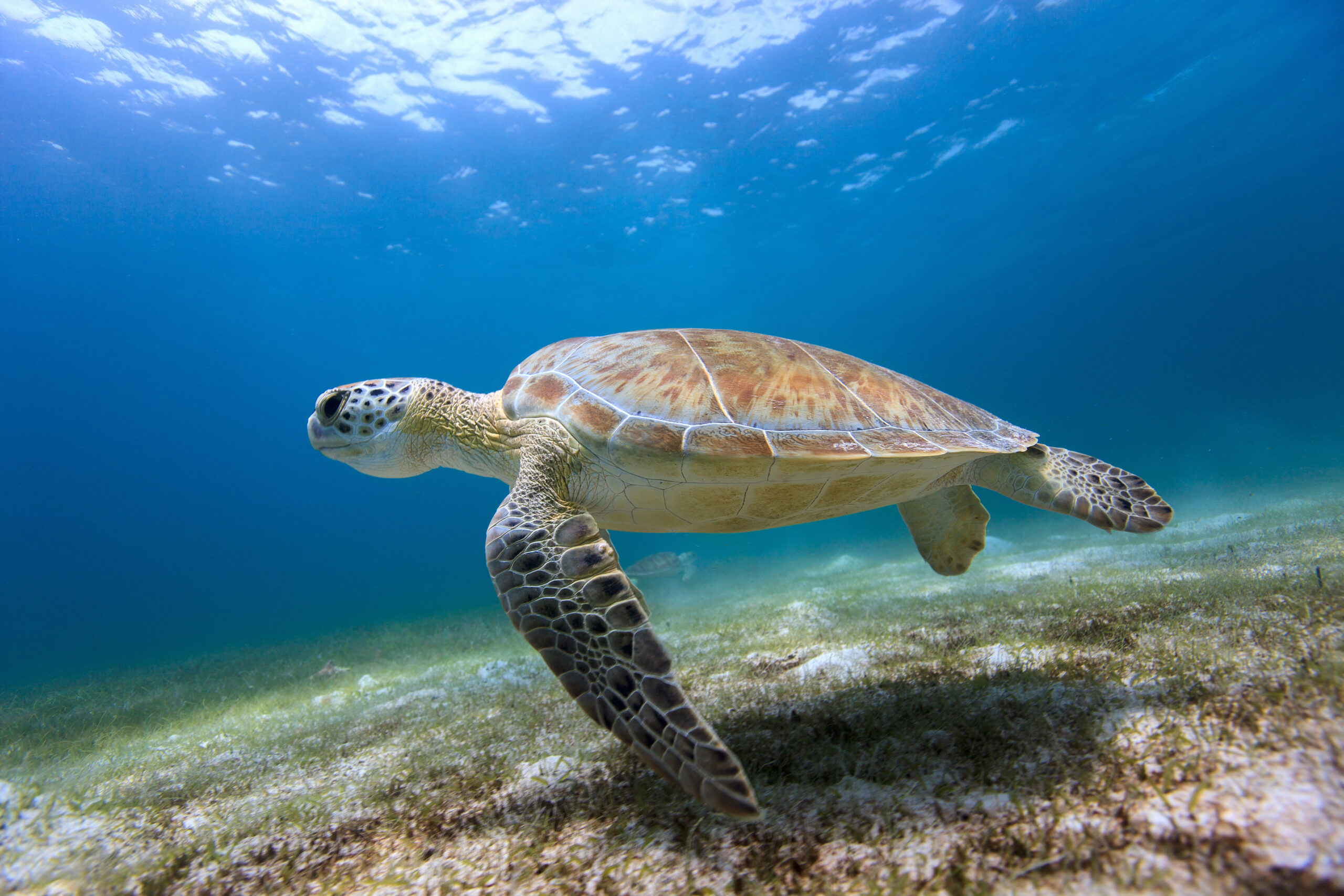 Turtles