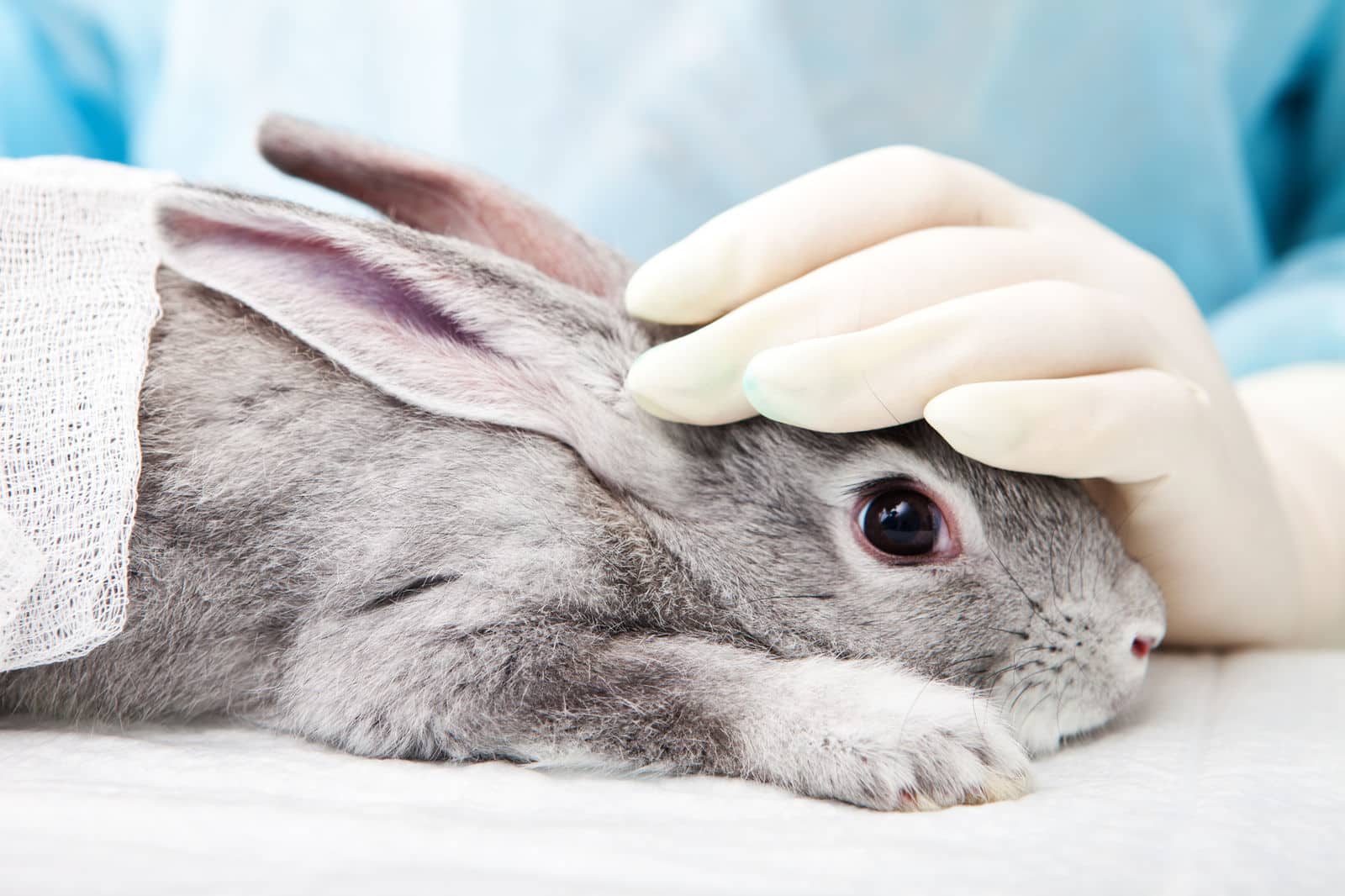 Animals in Cosmetics Testing