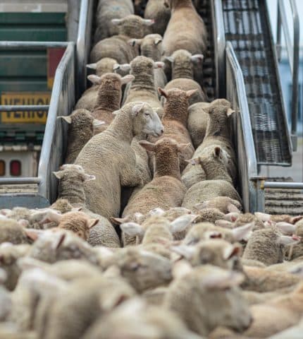 Sentient animals not commodities: UK Australia Free Trade Agreement