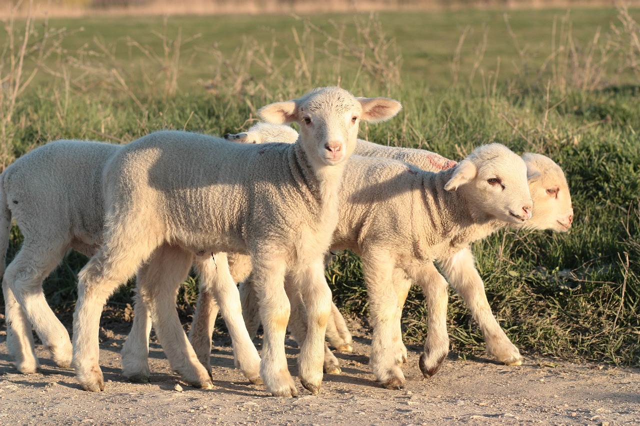 Help end mulesing to protect lambs