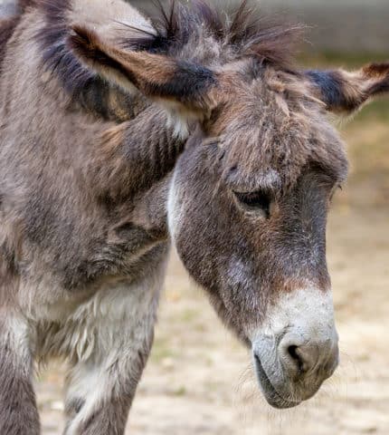 Australia’s role in global donkey crisis thanks to bogus health fad
