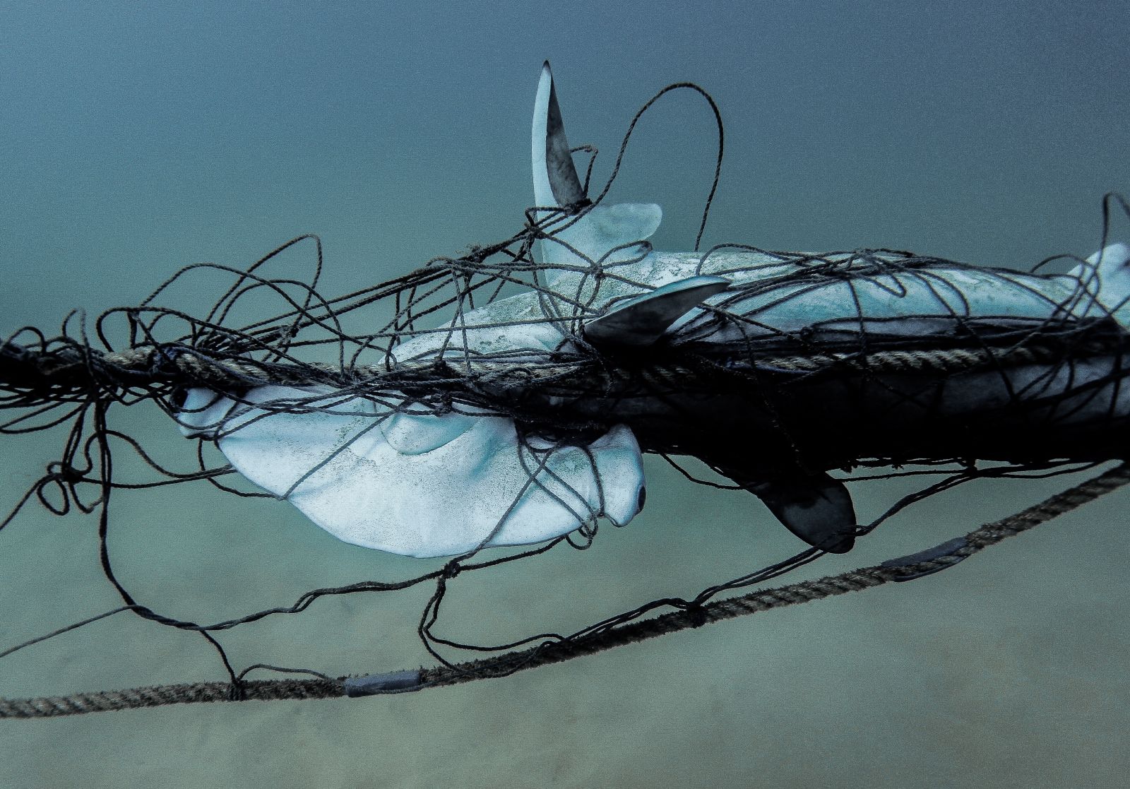 134 non-target animals, including turtles and dolphins, killed by NSW shark nets this season