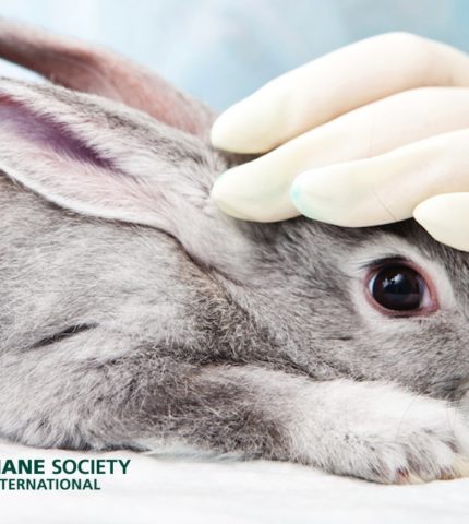 Getting lippy about loopholes in the animal testing ban for cosmetics