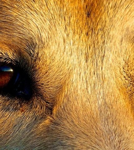 South Australia’s war on dingoes a costly and cruel blunder