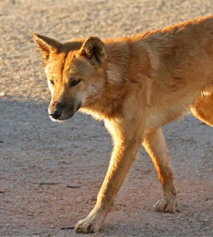 Dingo bounty trashes Victorian Labor conservation legacy