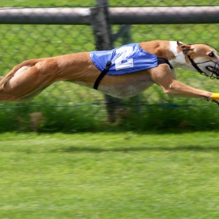 Business worse than usual in NSW greyhound industry