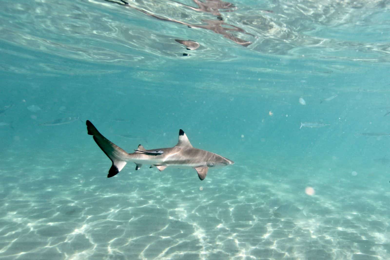 Sharks
