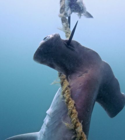 Science over sensationalism: a shark cull won’t make our beaches safer. Here’s what will.