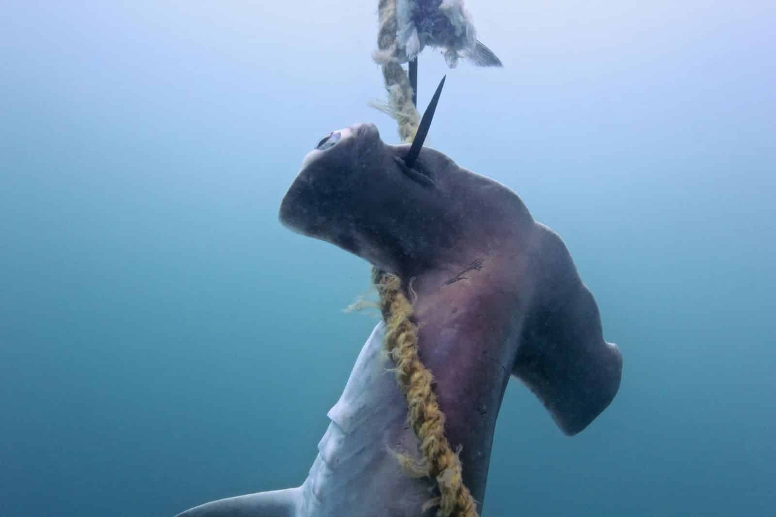 Science over sensationalism: a shark cull won’t make our beaches safer. Here’s what will.