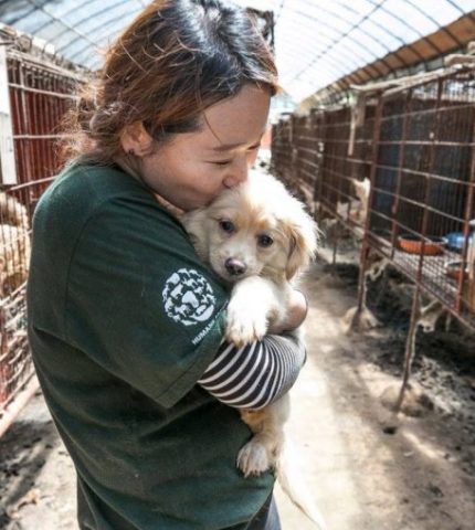200 more dogs break free of the misery of a Korean dog meat farm