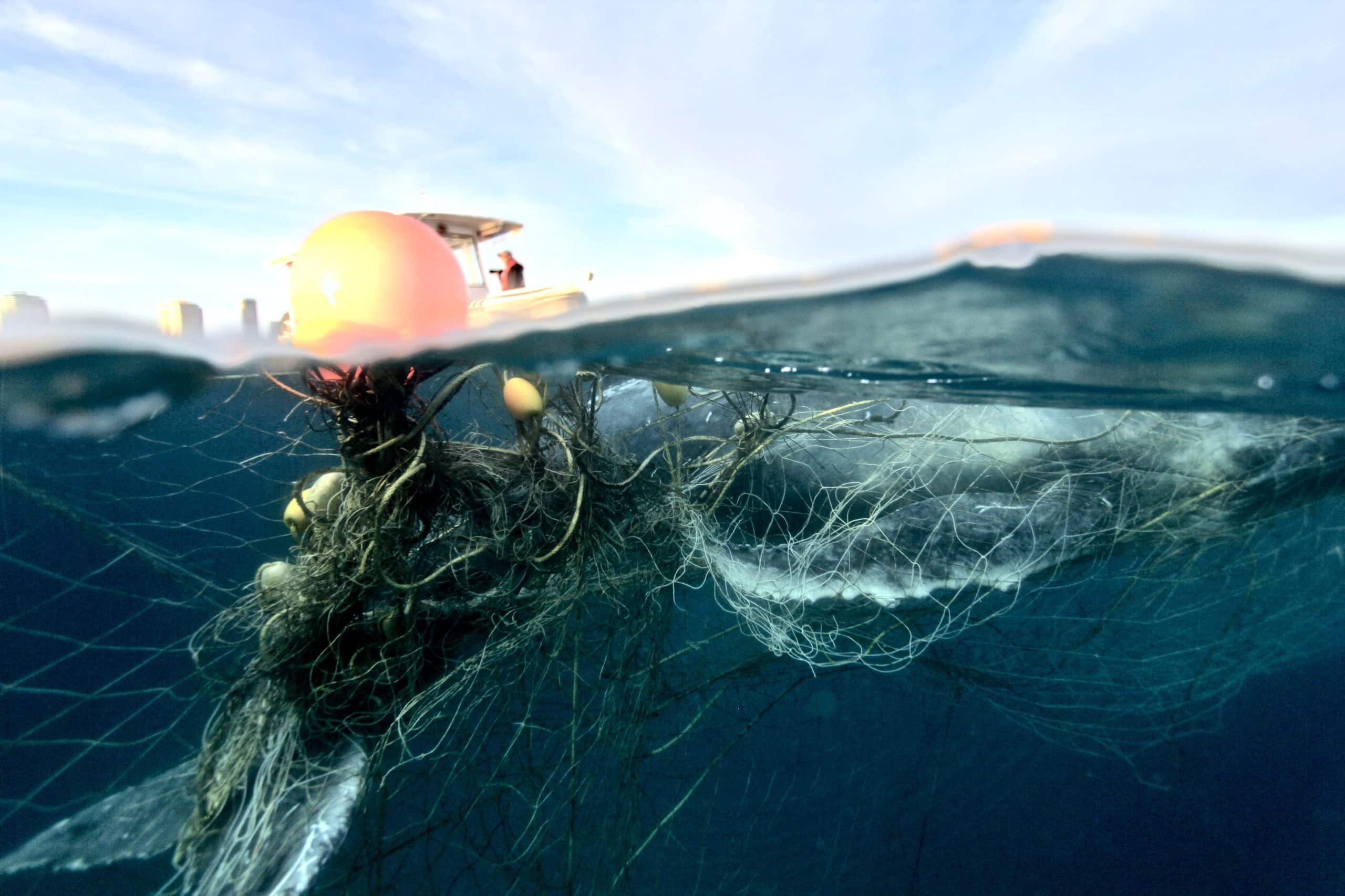 Shark nets remain a deadly obstacle as humpback whales begin their east coast migration