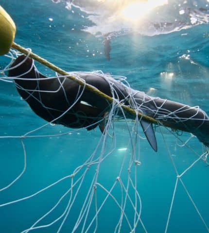 Why the end of shark nets is great news for marine animals and people alike