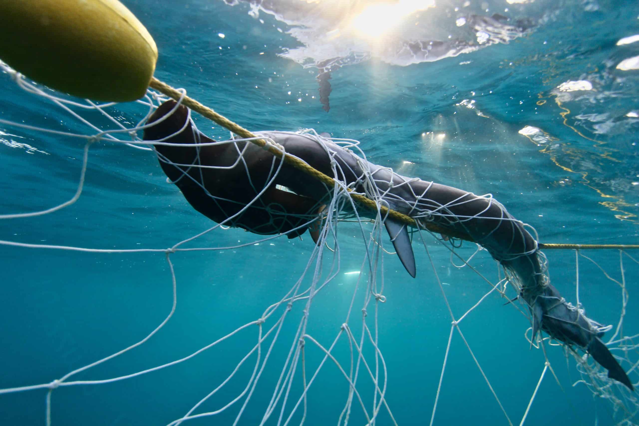 NSW announces shark bite mitigation investment, but holds on to obsolete nets