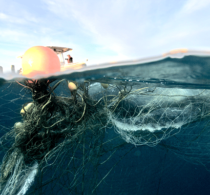 Avoidable humpback whale entanglement in the Gold Coast follows ignored scientific recommendation to remove shark nets