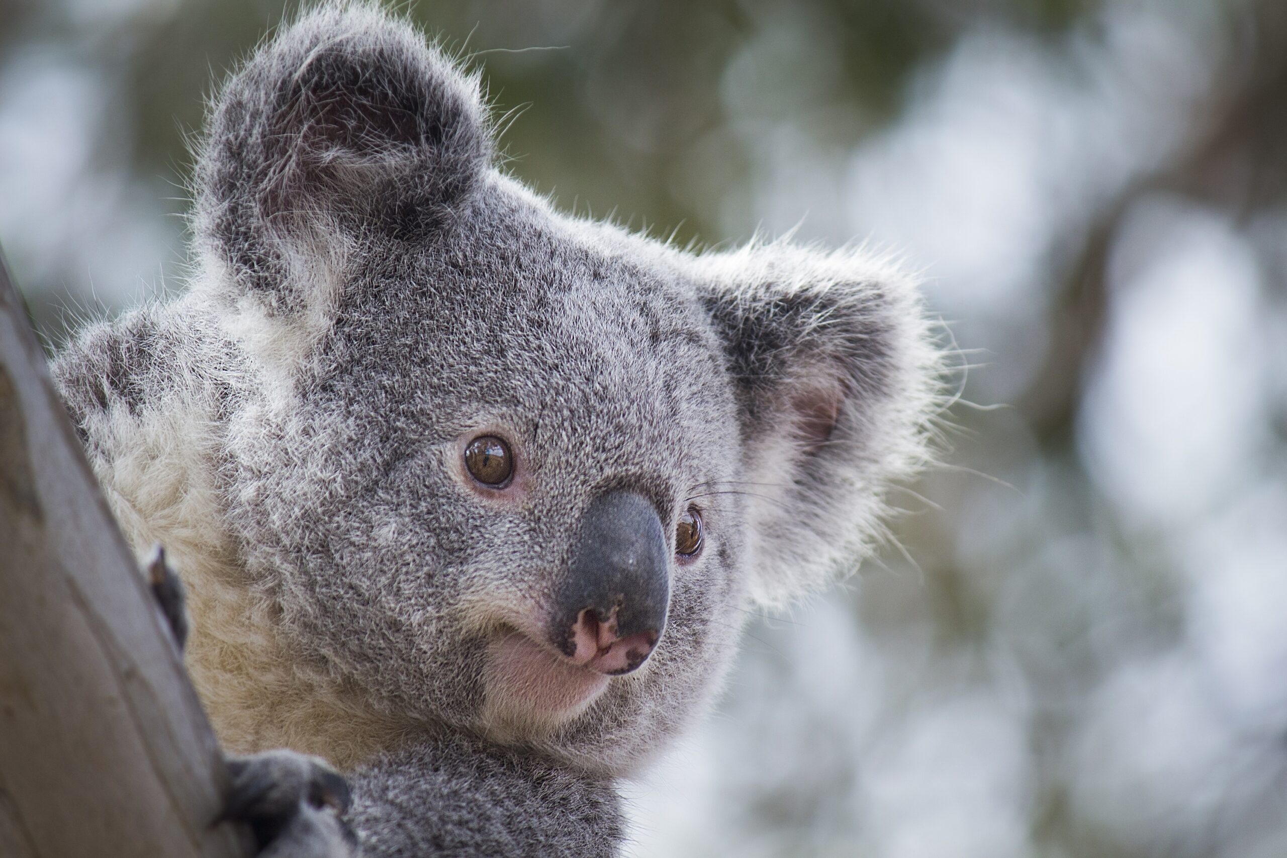 Federal government announces $50 million to protect koalas