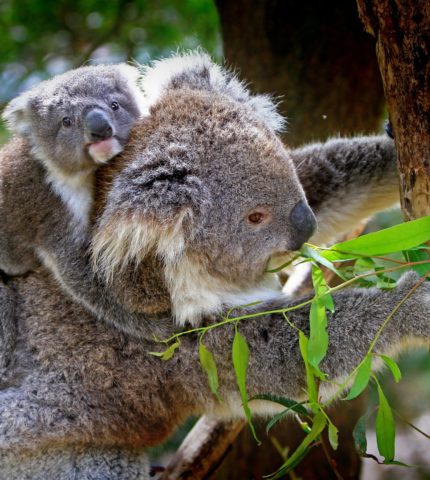 Koala endangered listing is a grim but important decision