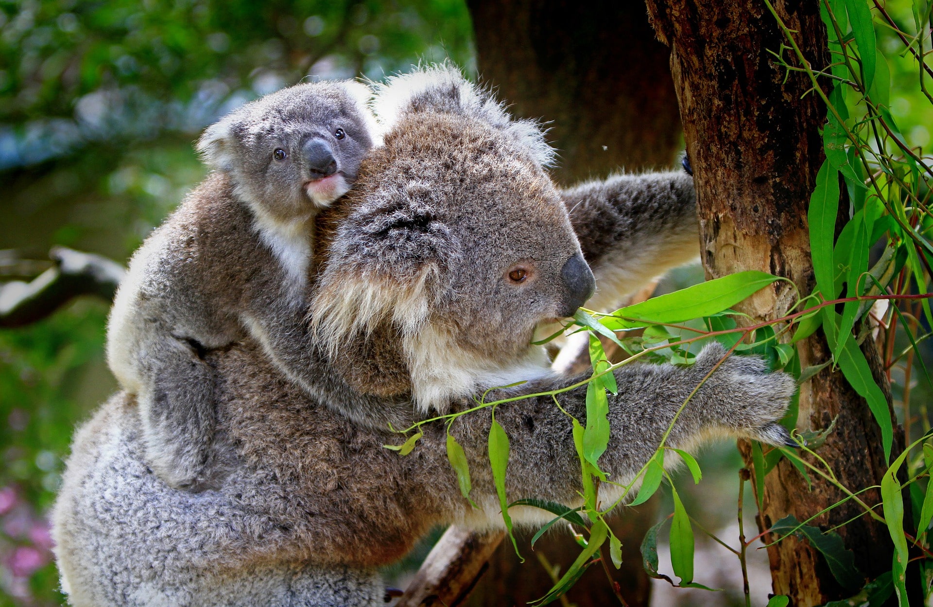 Koala endangered listing is a grim but important decision