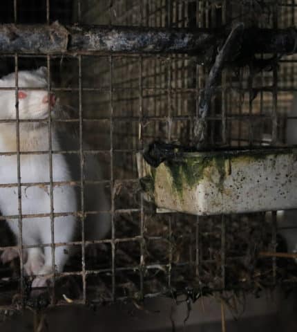 Fur Farming, COVID-19 and Zoonotic Disease Risks