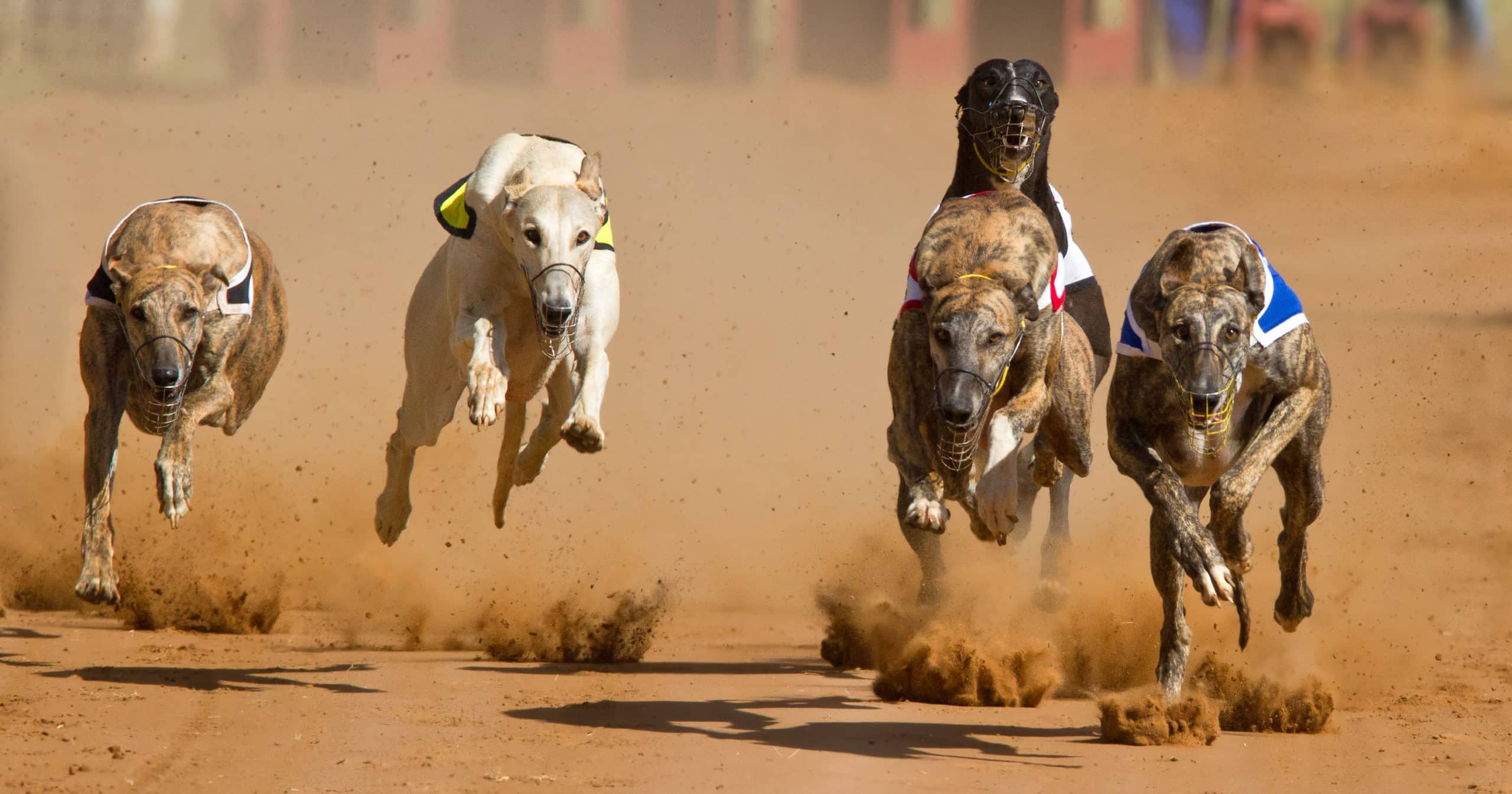 Companions not commodities—end greyhound exports now