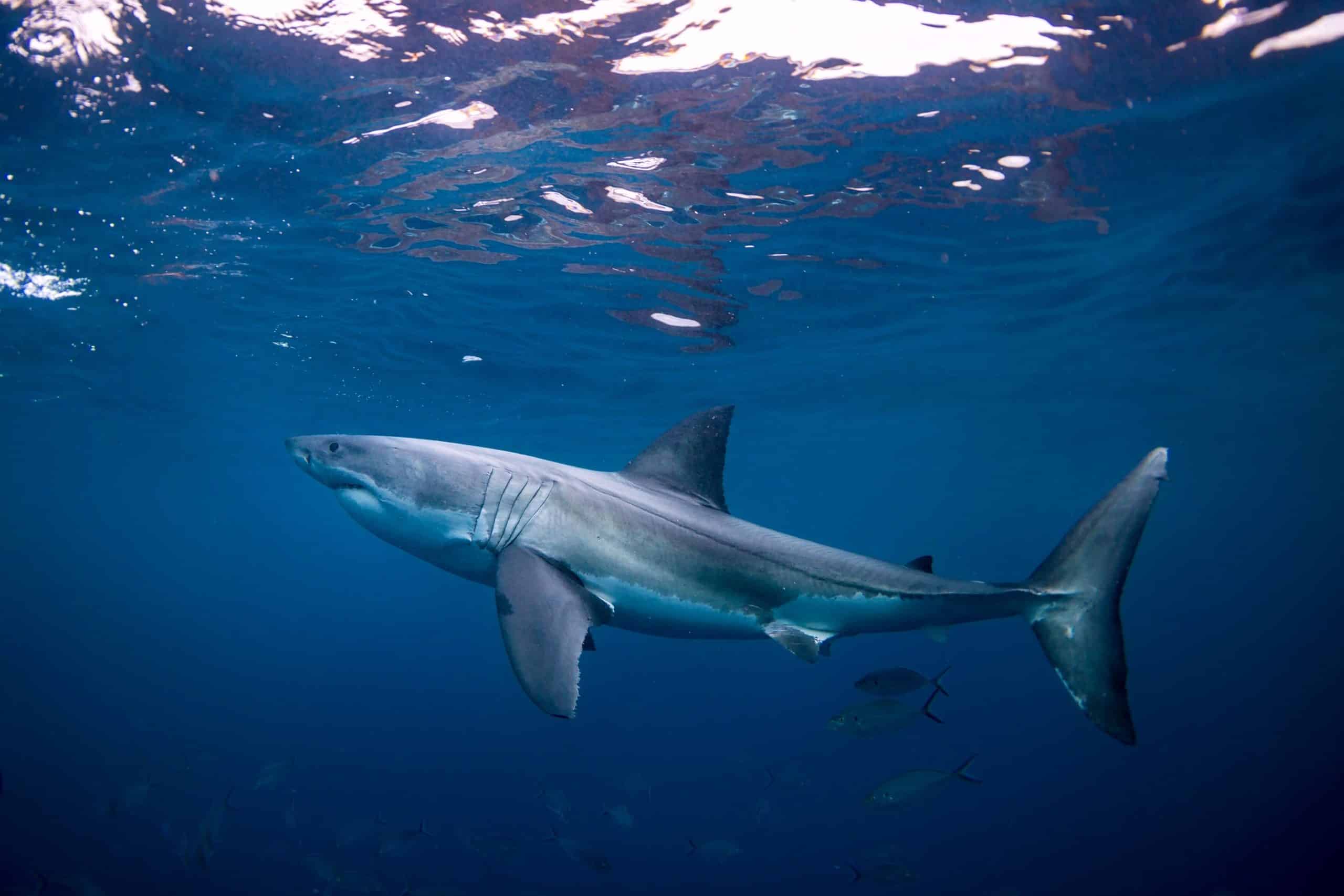 Shark Week and the Role of Fear