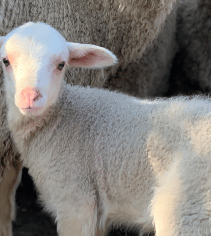 British horrified to see mutilated lambs and battery hens as UK-Australia trade deal is negotiated