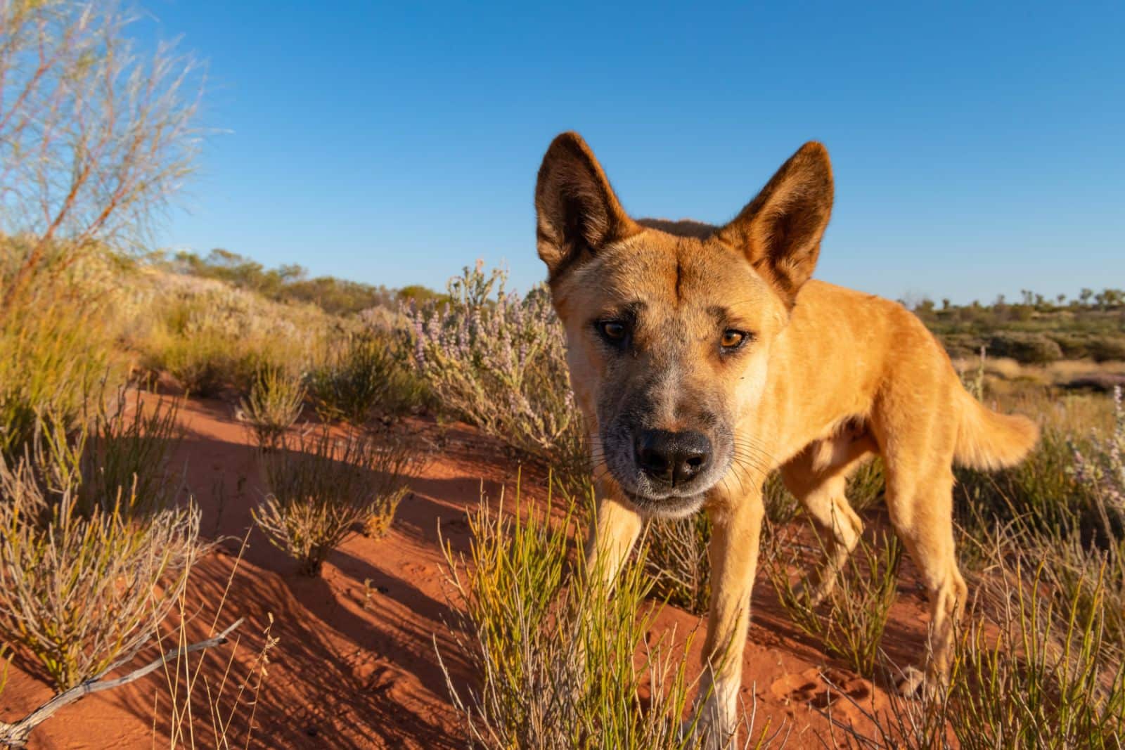 Dingo Protection Restored in North-West Victoria