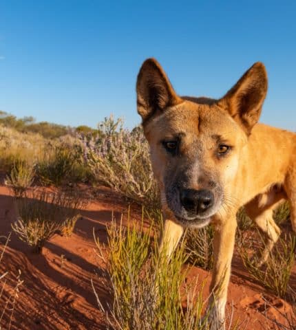 Australia’s dingoes: Vital yet villainised