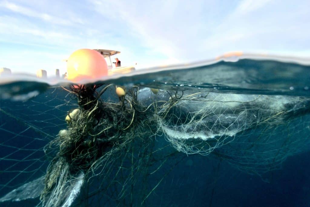 Shark nets – death traps for marine animals - Humane Society